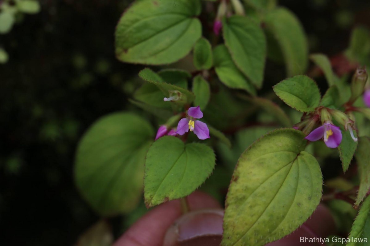 Sonerila crassicaulis Lundin
